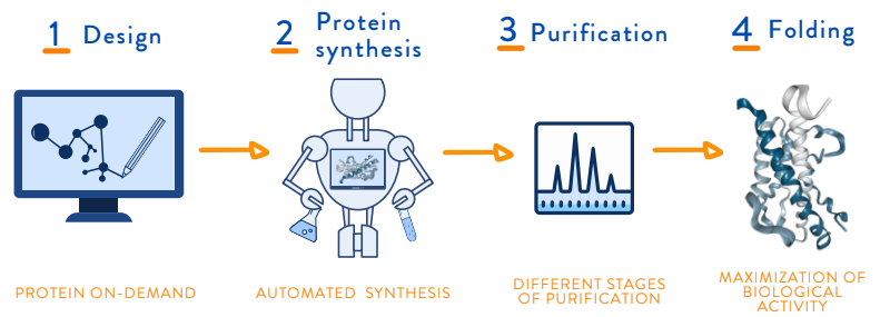 Protein Synthesis Process