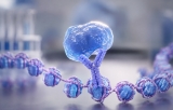 Immunoprécipitation de la chromatine