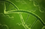 Autres colorants vert pour l'ADN
