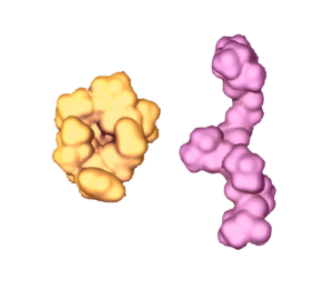 La topologie a son importance : le peptide cyclique perméable imite plus facilement la membrane cutanée que son analogue linéaire.