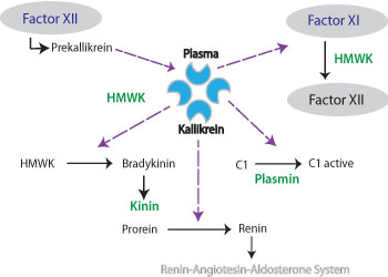 Kallikrein-4