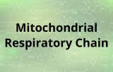 Chaîne respiratoire mitochondriale
