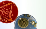Microbiologie