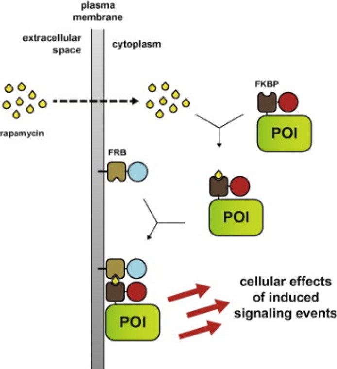 /upload/fig3-chemical-genetic-dimerizatio-9pdk78.jpg