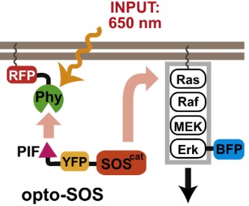 /upload/fig4-optogenetic-and-genetically--dht6cq.jpg