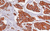 Microscopie optique