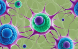 Cellules souches neuronales