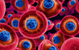 Cellules des maladies musculo-squelettiques