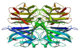 Lectines et kits de glycobiologie