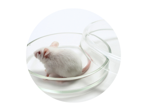 /upload/mouse-vbv56m.png