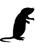 Coupes de tissus de hamster congelés