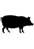 Coupes de tissus de cochon congelés