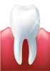 Système buccal