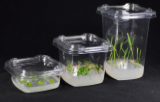 Récipients en plastique pour la culture de tissus végétaux