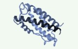 Librairies de peptides