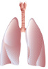 Système respiratoire