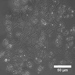 LifeAct-GFP2-CHO-K1-1
