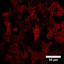 LifeAct-TagGFP2-CHO-K1-3