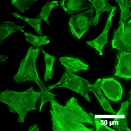 LifeAct-GFP2-CHO-K1-4