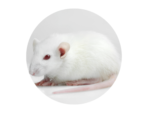 /upload/rat-bd2b2c.png