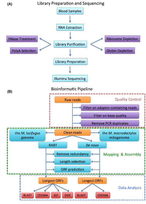 /upload/schema-of-rna-yjvvay.png