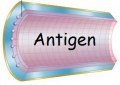 Service à façon : Purification sur colonne d’affinité couplée à l’antigène