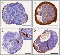 Service à façon: Formation de corps embryoides (EB)