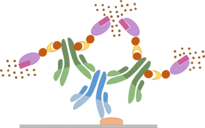 Protocole Immunohistochimie - Méthode Avidine/Biotine Complexe (ABC)