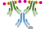 Kits ABC (Complexe Avidine/Biotine)