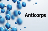 Anticorps