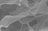 Cellules neuronales