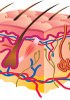 Cellules primaires humaines - Système dermique