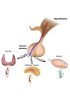 Cellules primaires humaines - Système Endocrinien