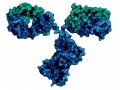 TrueBlot: Anticorps pour des blots de qualité