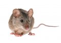 Service à façon : Production d'anticorps monoclonaux de Souris