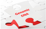 ADN génomique