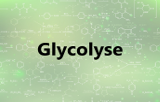 Kits de dosage de la glycolyse