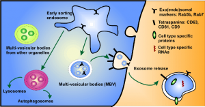 Outils pour la recherche sur les exosomes