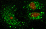 Microscopie à fluorescence