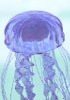 Collagène de méduse