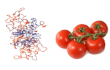 Lectine Lycopersicon esculentum (LEL/LEA)