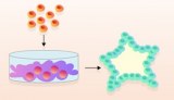 A base de matrice extracellulaire