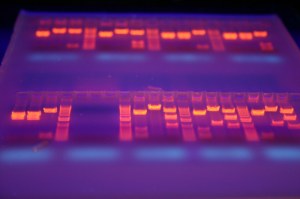 Biologie moléculaire pour le Diagnostique