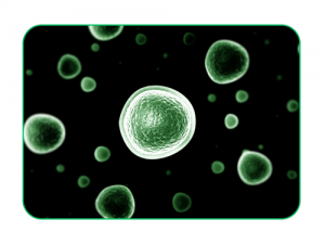 Production et purification de protéine en cellules de mammifère