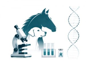 Sélection de biospécimens animaux et biosourcing personnalisé