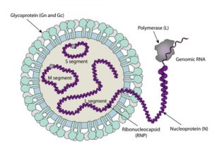 Virus Hantaan (HTNV) : Virologie, Épidémiologie et Outils Avancés de Recherche