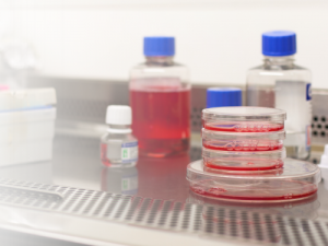 Détection des mycoplasmes pour des résultats fiables en cultures cellulaires
