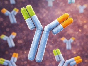 Anticorps fonctionnels de qualité in vivo