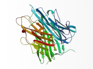 Le rôle multiple du TNF-Alpha dans le cancer