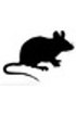 Tissus de souris